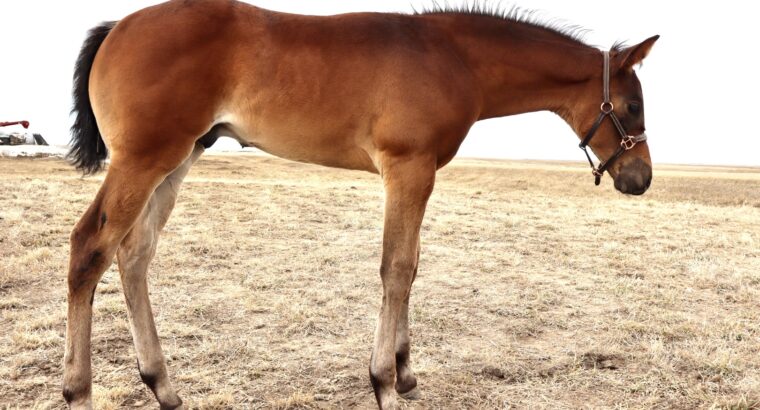 Stunning 2025 Huge Bay HUS Colt