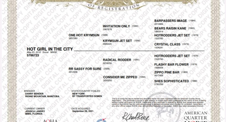 High End OHK Western Pleasure Mare