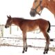 Stunning 2025 Huge Bay HUS Colt