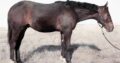 Makin Me Willy Wild x Good I Will Be – Gelding