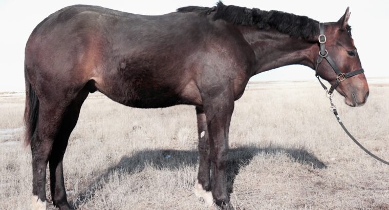 Makin Me Willy Wild x Good I Will Be – Gelding