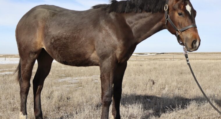 Makin Me Willy Wild x Good I Will Be – Gelding