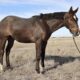 Makin Me Willy Wild x Good I Will Be – Gelding