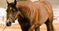 Winnies Willy All-Around Gelding