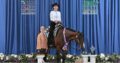 High End True All-Around Gelding