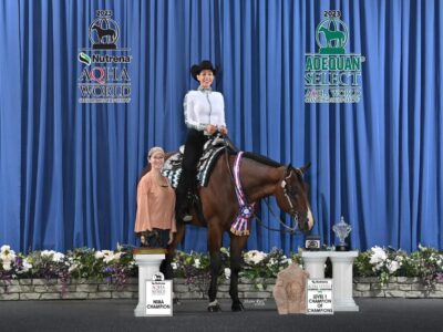 High End True All-Around Gelding