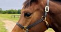 Machine Made Yearling Mare