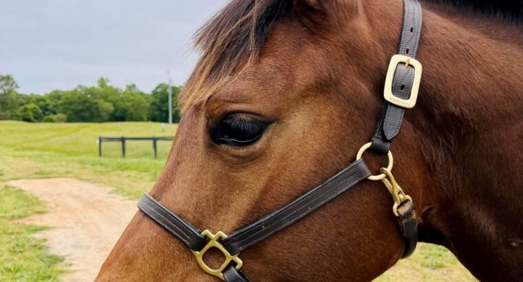Machine Made Yearling Mare