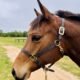 Machine Made Yearling Mare