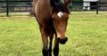 Machine Made Yearling Mare