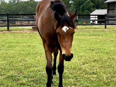 Machine Made Yearling Mare