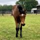 Machine Made Yearling Mare