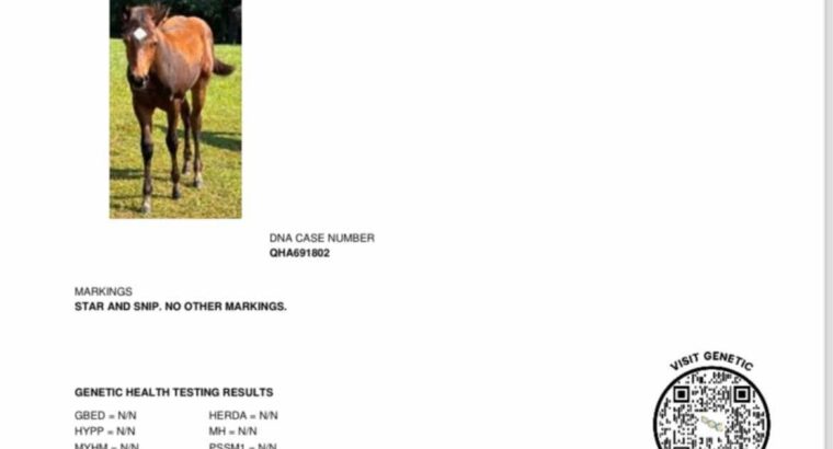 Machine Made Yearling Mare