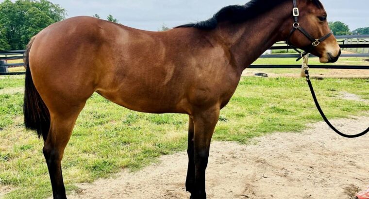 Machine Made Yearling Mare