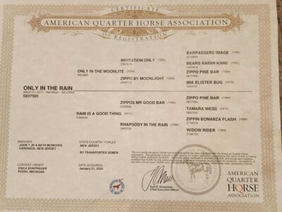 Fancy Red Roan Gelding