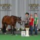 High End True All-Around Gelding