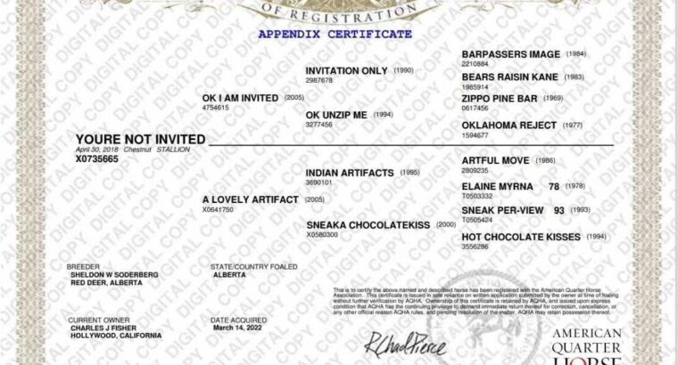 Fancy All-Around Prospect Gelding
