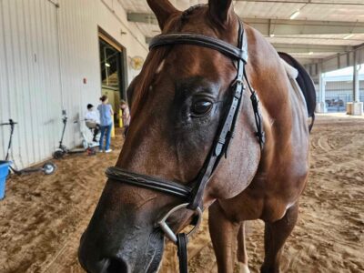 Fancy All-Around Prospect Gelding