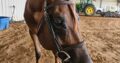 Fancy All-Around Prospect Gelding