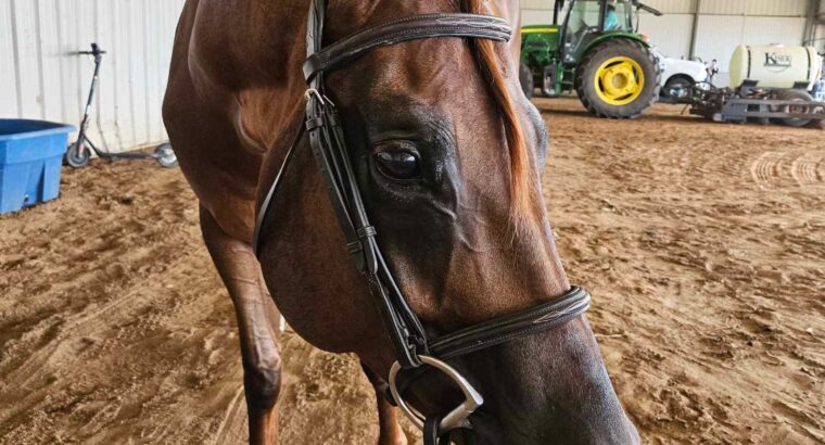Fancy All-Around Prospect Gelding