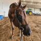 Fancy All-Around Prospect Gelding