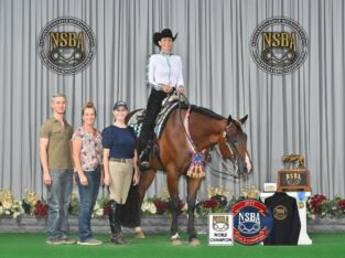 High End True All-Around Gelding