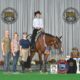 High End True All-Around Gelding