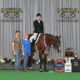 High End True All-Around Gelding