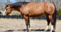 Broodmare in Foal