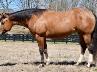 Broodmare in Foal