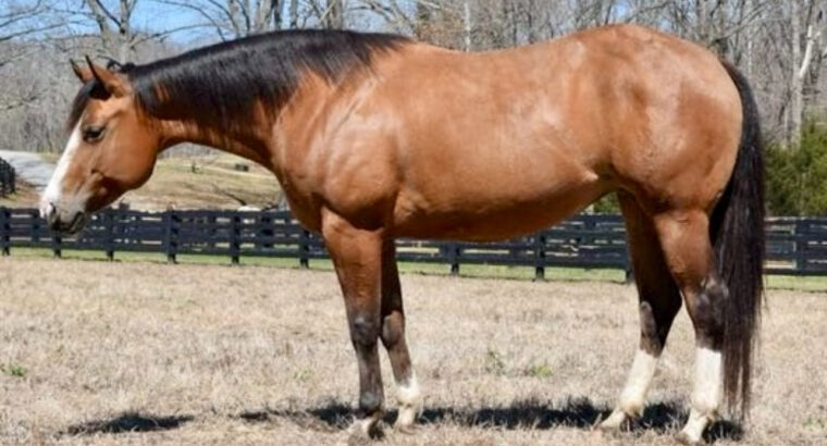 Broodmare in Foal