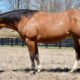 Broodmare in Foal