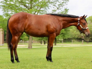 Machine Made Yearling Mare