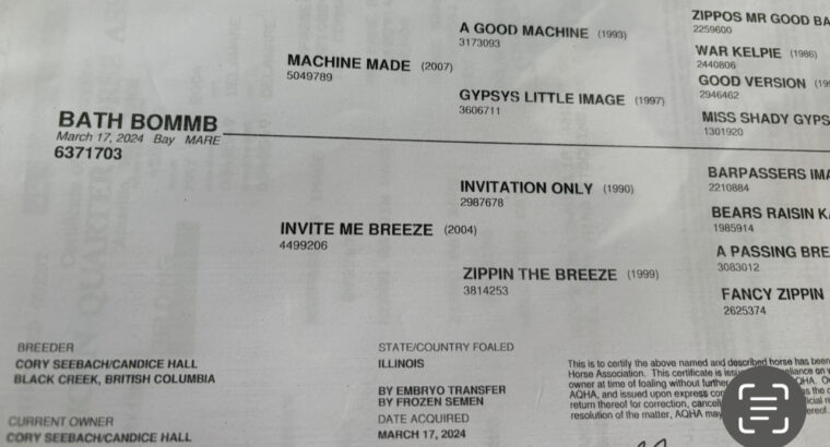 Machine Made Yearling Mare