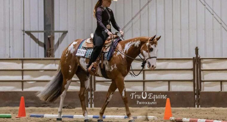 APHA All-Around Gelding
