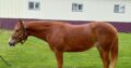 VS Code Blue All-Around Prospect