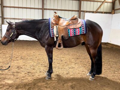 Batt Man Western All-Around Gelding