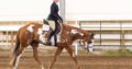 APHA All-Around Gelding