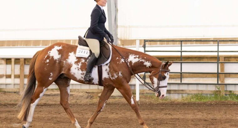 APHA All-Around Gelding