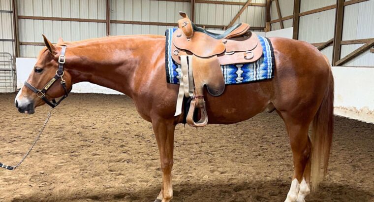 VS Code Blue All-Around Prospect
