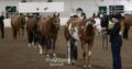 APHA All-Around Gelding