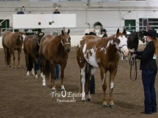 APHA All-Around Gelding