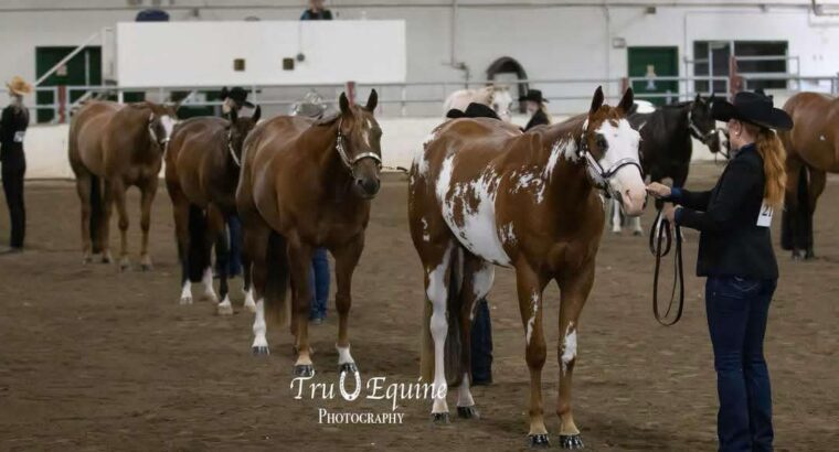 APHA All-Around Gelding