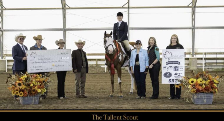 APHA All-Around Gelding