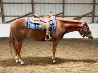 VS Code Blue All-Around Prospect