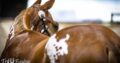 APHA All-Around Gelding