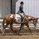APHA All-Around Gelding