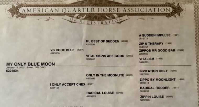 VS Code Blue All-Around Prospect