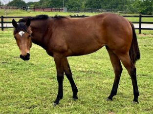 Machine Made Yearling Mare