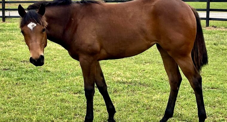 Machine Made Yearling Mare